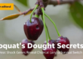 Loquat's Drought Secrets: 21 Heat Shock Genes Reveal a Survival Switch