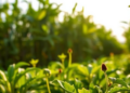 Light, Hunger, and Humidity: The Genetic Switches That Launch a Deadly Crop Pathogen's Spores
