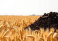 Manure Beats Commercial Organic Fertilizer in Drought-Hit Wheat Fields