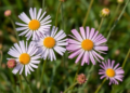Botanists Untangle a Century of Confusion in the Fleabane Daisies of Türkiye