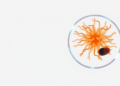 From Dish to Living Brain: How Lab-Grown Human Microglia Are Rewriting Neuroimmune Research