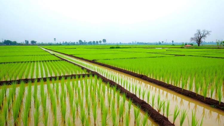 Silicon fertilizer could turn rice paddies into methane-fighting climate allies