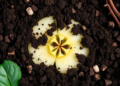 Soil Bacterium's Airborne Chemicals Recruit Allies to Fight Apple Ring Rot