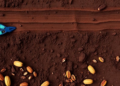 Hidden Aluminum in Deeper Soil Layers May Be Capping Cocoa Yields in Brazil