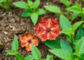 Taxonomy-Aware AI Reads Crop Diseases Like a Field Expert, Pixel by Pixel