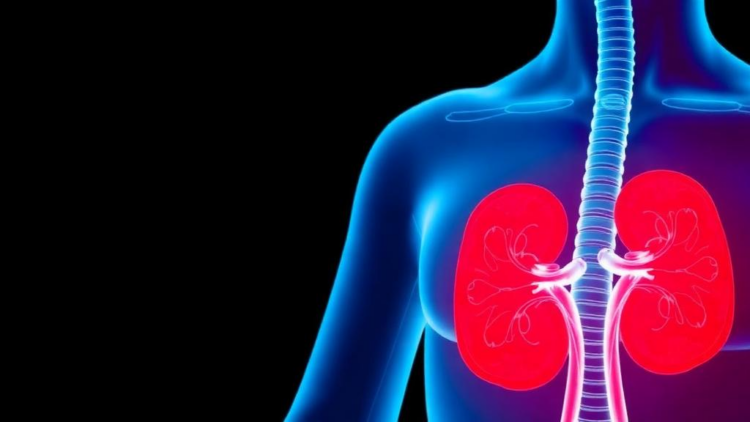 Blood Clues Point to Kidney Risk in Children With IgA Vasculitis