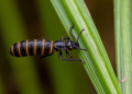 Silicon Gives Rice a Hidden Edge Against the Fall Armyworm, Study Finds