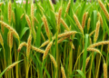 Finger Millet Straw and Soy Hull Biocarbon Turn PVA into a Powerful Green Shield Against Electromagnetic Pollution