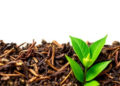 Tea Cultivar Genetics Revealed as Hidden Driver of Fresh-Leaf Aroma Chemistry