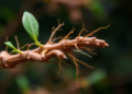 Ginseng Fights Fatigue by Switching Off Runaway Autophagy in Muscle Cells