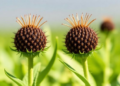 Plants' Double-Headed Defenders: How Multifunctional Enzyme Inhibitors Could Reshape Crop Protection