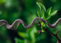 RNA Fingerprints Could Finally Give Every Elite Tea Plant a Molecular ID Card