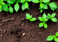 One Year of Replanting Drains Soil Nutrients and Hands the Advantage to Fungal Pathogens in a Key Medicinal Herb