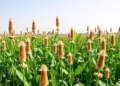 Wild Relatives Hold the Genetic Keys to Future-Proof Crops, Review Finds