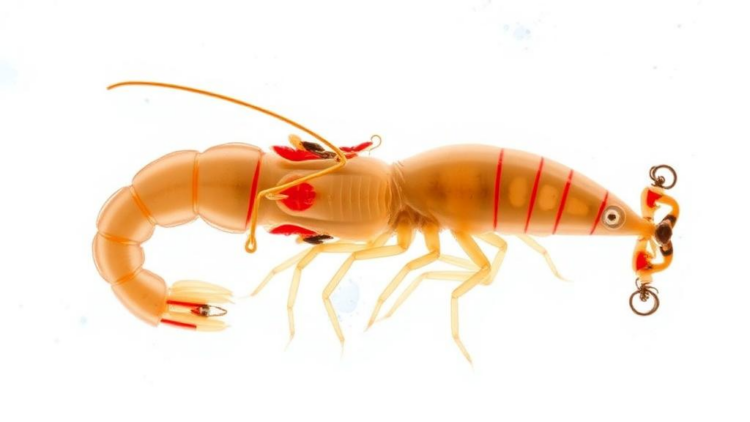 Giant River Prawn Embryos Reveal a Dramatic Genetic Handover From Mother to Embryo
