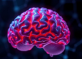 Mitochondrial protein CHCHD2 emerges as a guardian of the aging brain