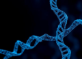ORC1: The Replication Gatekeeper Linking Genome Stability to Cancer