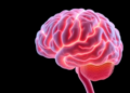 Brain Tissue Remembers: Prior Loading Softens Its Response to Repeated Shear