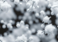 Sugar Molecules, Not Size, Keep Key Metabolic Enzyme Working Under Stress