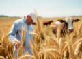 Scientists Map the Genes That Let Wheat Feed Livestock and Fill Grain Bins