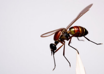 Hidden Malaria Duo: First Evidence of Delayed Dual Plasmodium Infection in an Ivorian Patient