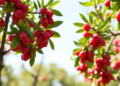 Jujube Trees Break the Rules of Plant Mineral Nutrition, Study Finds