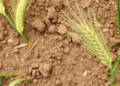 Moringa Extract and Glutathione Shield Wheat From Toxic Salty Soils