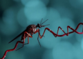 Malaria Parasite RNA Helicase PfDDX1 Emerges as a Regulator of Blood-Stage Development