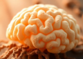 Fungal Inositol Receptor Itr4 Links Sugar Sensing to Brain Invasion