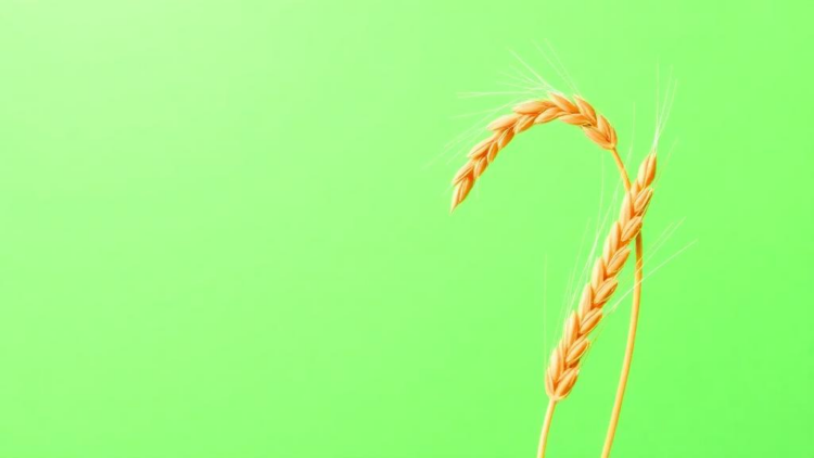Functionalized Yeast Hydrolysates Transform Germinated Barley Into a Nutritional Powerhouse