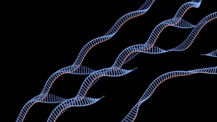 PrimeStack: New Gene-Stacking Tool Writes Large DNA Cargos Into Rice Genomes at Precise Sites