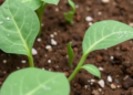 Wild Soybean's Secret Salt Defense: Genes That Could Save Crops From Degrading Soils