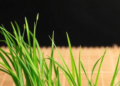 Tatami Grass Scent Shown to Boost Focus and Stress Resilience in Brain Tests