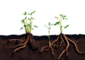 What Happens When Roots Die? New Experiment Rethinks How We Measure Underground Decay