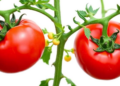 Machine Learning and a Soil Bacterium Reveal How Tomatoes Fight a Devastating Wilt