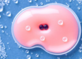 Self-Healing Hydrogel Delivers Growth Factor to Keep Transplanted Fat Alive