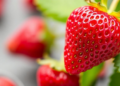 When You Pick a Strawberry Changes Its Wine—and Red and White Varieties Respond Differently