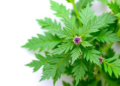 Stinging Nettle Extracts Show Potent Antioxidant and Anti-Inflammatory Power
