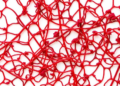 Red Seaweed Compound Kills Colon Cancer Cells While Sparing Healthy Ones