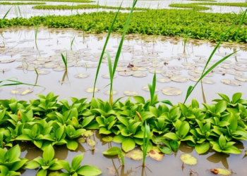 Extreme Rains Reshape Wetland Plant Diversity Across Scales at Poyang Lake