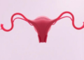 Postmenopausal Ovaries Stay Biologically Active, Study Finds