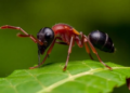 Ants Constantly Rewrite Their Visual Memories While Navigating, Study Finds