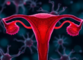 Immune Cells in the Ovary May Hold the Key to Slowing Female Reproductive Aging