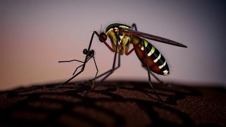 Hidden Malaria Mosquito Resurfaces in Angola After Decades of Obscurity