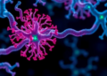 Human Antibody Factories Reveal a Hidden Scaffold Named Caveolin-1β