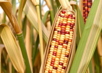 Native Sudanese Maize Hides Genetic Keys to Iron-Rich Grain, Study Finds