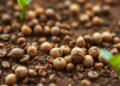 Polymer Coating Softens Copper Nanoparticle Toxicity in Crop Seeds