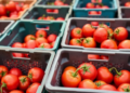 Plastic crates slash tomato losses by three-quarters for Nigerian smallholders