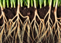 Deep Roots, Smart Fertilizer: Wheat Roots Reveal Where Nitrogen Really Works