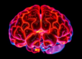 Brain Imaging Reveals How an Anesthetic Drug Hijacks Craving Circuits